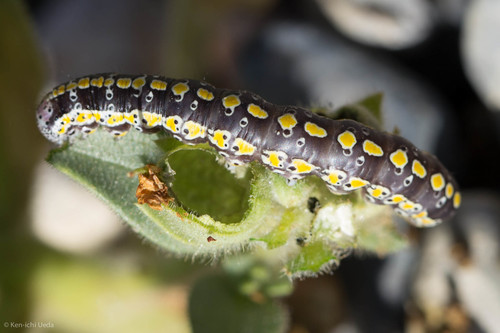 Scribbled Sallow