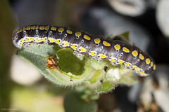 Sympistis perscripta