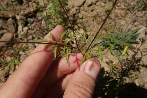 Image of Bidens parviflora by (c) Aleksei Baushev, some rights reserved (CC BY)