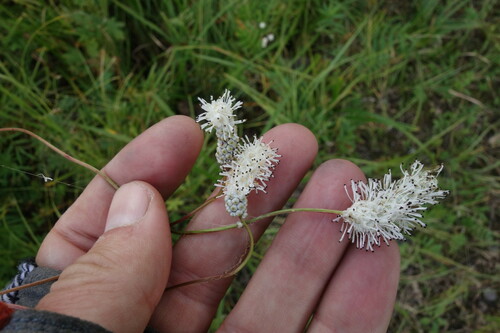 Image of Sanguisorba tenuifolia by (c) Aleksei Baushev, some rights reserved (CC BY)