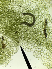 Hydrodictyon reticulatum