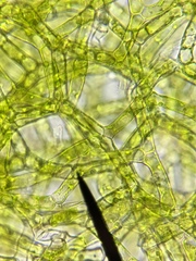 Hydrodictyon reticulatum