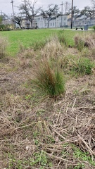 Juncus roemerianus