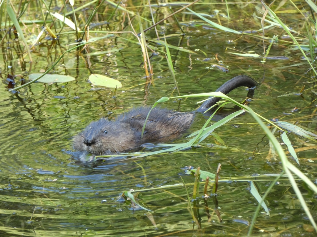Muskrat from Bangor, ME 04401, USA on August 31, 2022 at 0151 AM by