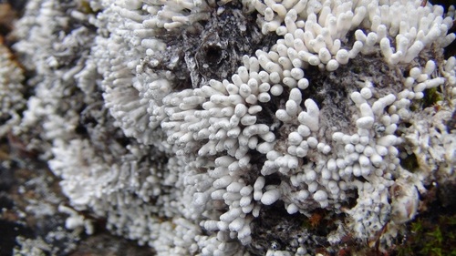 Finger Wart Lichen