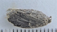 Acleris bowmanana