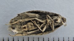 Acleris bowmanana