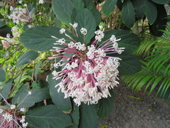 Clerodendrum quadriloculare