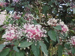 Clerodendrum quadriloculare