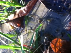 Pseudacris brachyphona