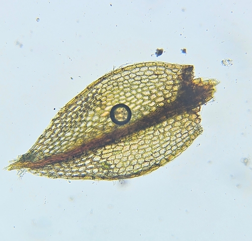 Image of Ptychostomum pallens by (c) Helen Waterman, some rights reserved (CC BY)