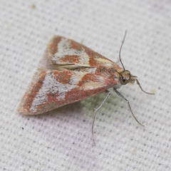 Noctueliopsis aridalis