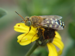 Trichostictia brunneri