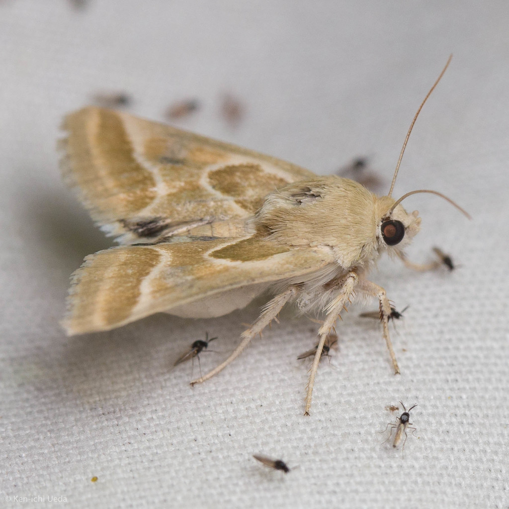 Schinia intrabilis