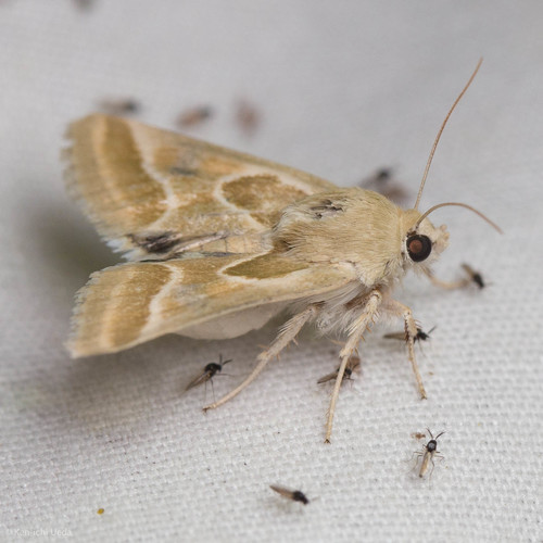 Schinia intrabilis