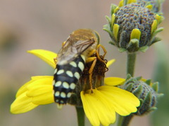 Trichostictia brunneri