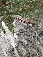 Sceloporus woodi