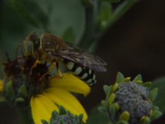 Trichostictia brunneri