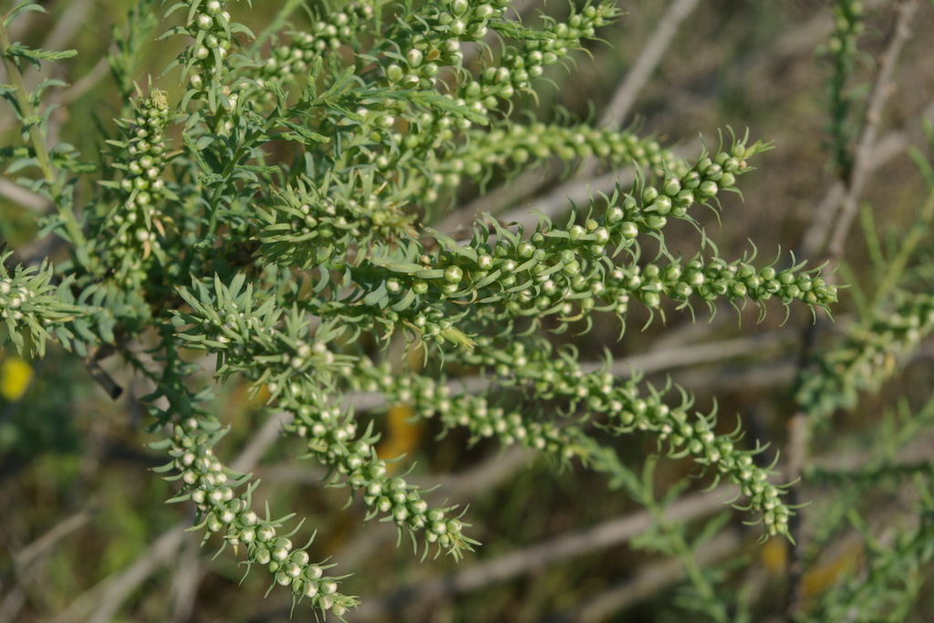 Tamarix octandra