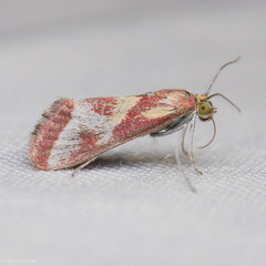 Noctueliopsis aridalis