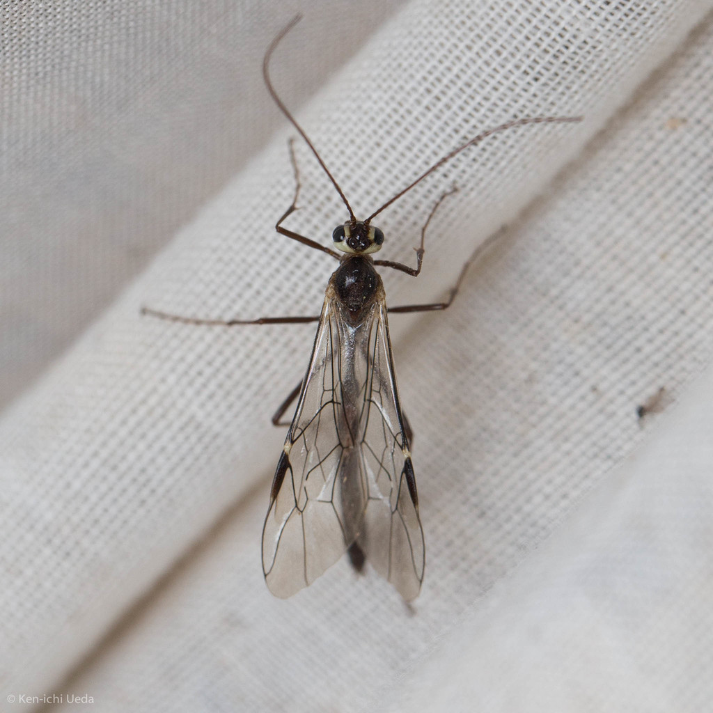 Simophion excarinatus