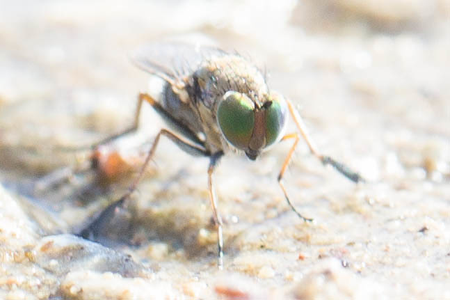 Tachytrechus granditarsis