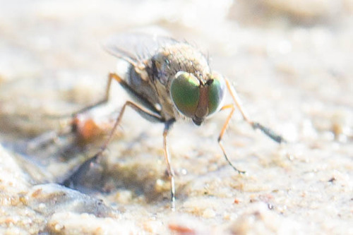 Tachytrechus granditarsis