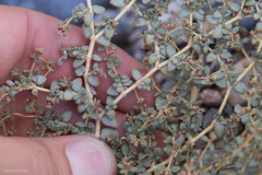 Euphorbia parishii