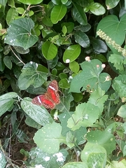 Anartia amathea