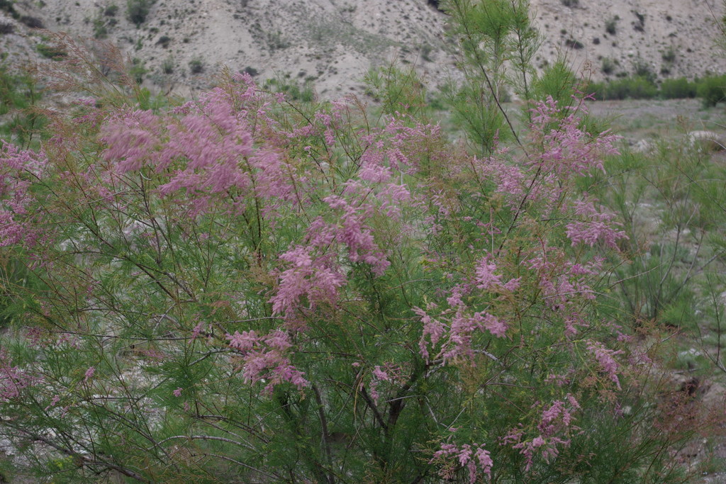 Tamarix meyeri