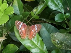 Anartia amathea