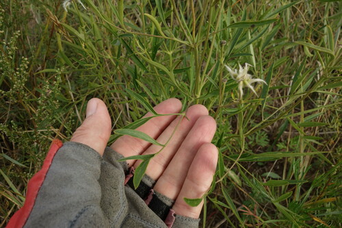 Image of Clematis hexapetala by (c) Aleksei Baushev, some rights reserved (CC BY)