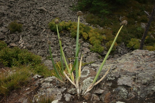 Image of Allium altaicum by (c) Aleksei Baushev, some rights reserved (CC BY)