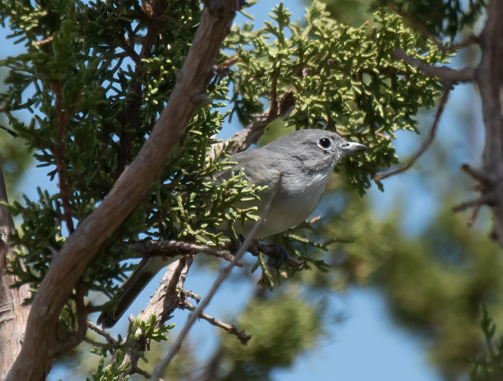 Gray Vireo from Maricopa County, AZ, USA on August 25, 2023 at 11:49 AM ...