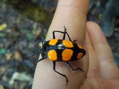 Scaphidomorphus bosci