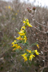 Genista anglica