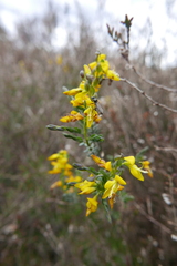 Genista anglica