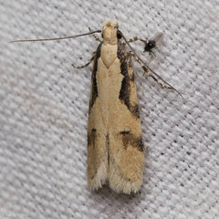 Chionodes xanthophilella
