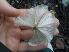 Adelphia macrophylla