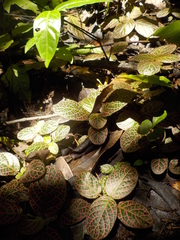 Fittonia albivenis