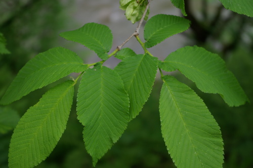 Kalninė guoba nuotrauka