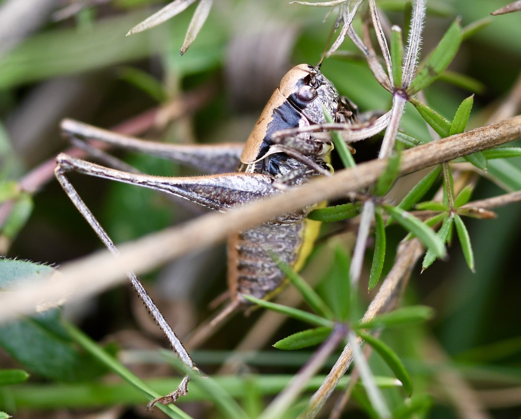 Pholidoptera kalandadzei
