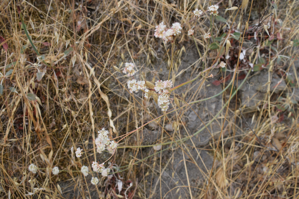 Naked Buckwheat From Ed R Levin County Park Ca Usa On September 1