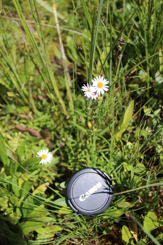 Image of Symphyotrichum nahanniense by (c) Rob Foster, some rights reserved (CC BY)