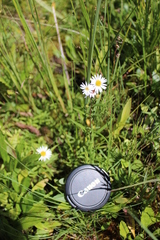 Symphyotrichum nahanniense