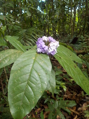 Brunfelsia grandiflora