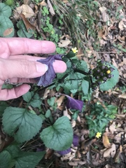 Packera coahuilensis