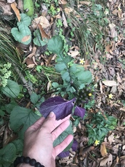 Packera coahuilensis