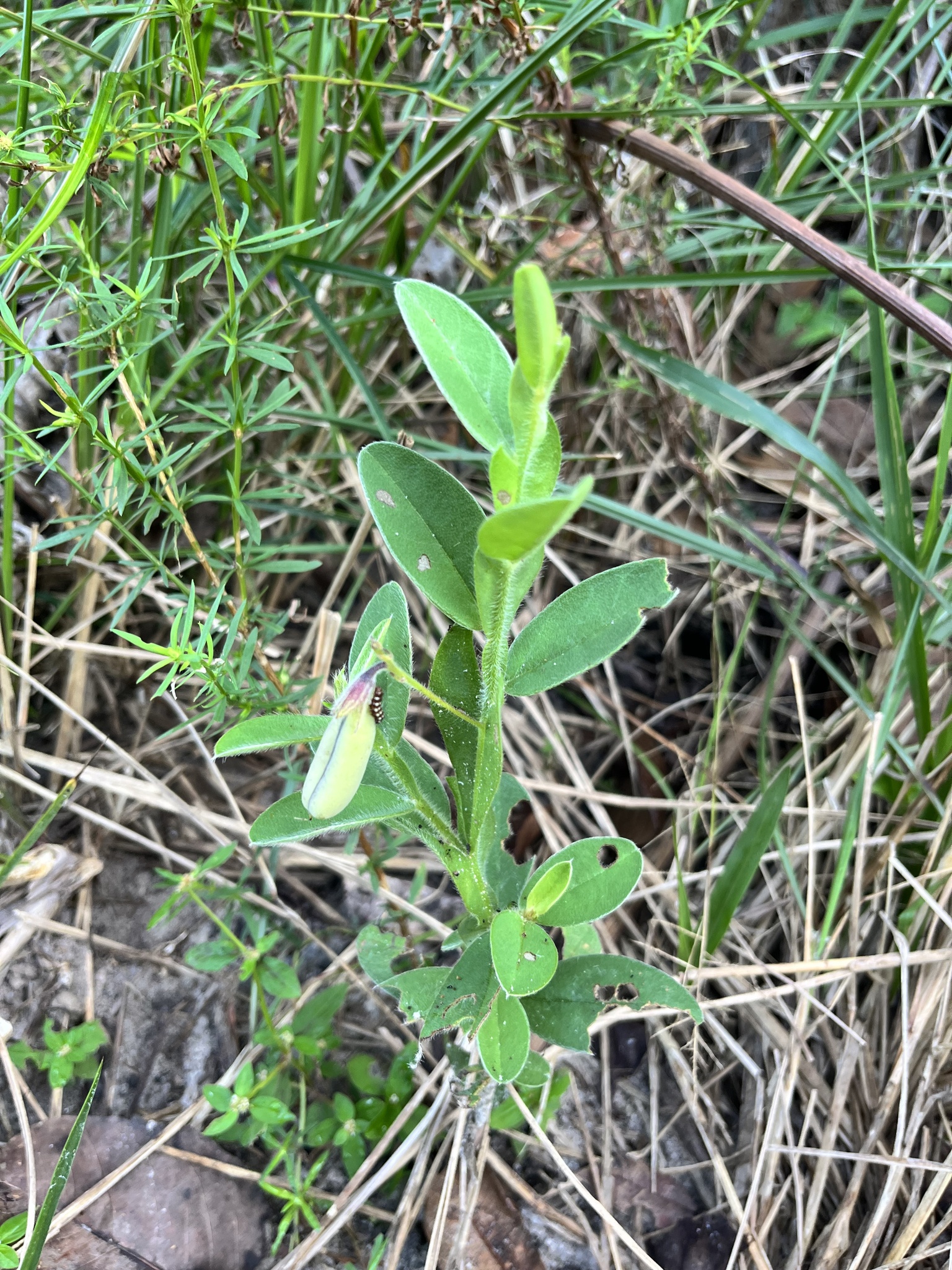 Crotalaria sagittalis
