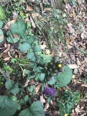 Packera coahuilensis